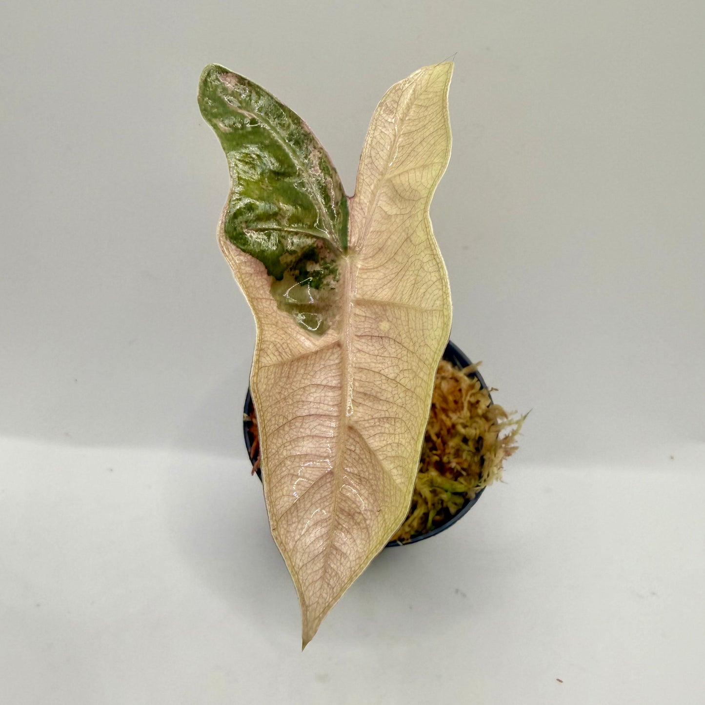 Alocasia Pseudo Sanderiana Albo/Pink Variegata