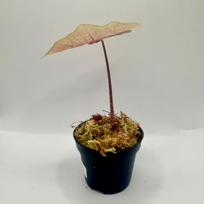 Alocasia Pseudo Sanderiana Albo/Pink Variegata