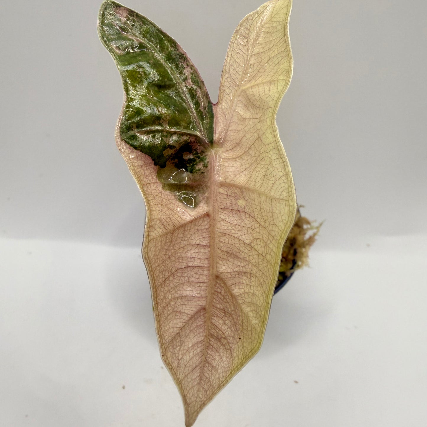 Alocasia Pseudo Sanderiana Albo/Pink Variegata