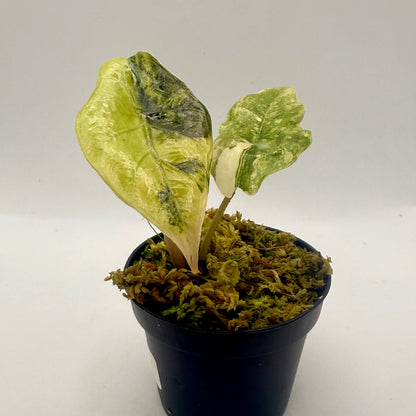 Alocasia Chantrieri Aurea Variegata