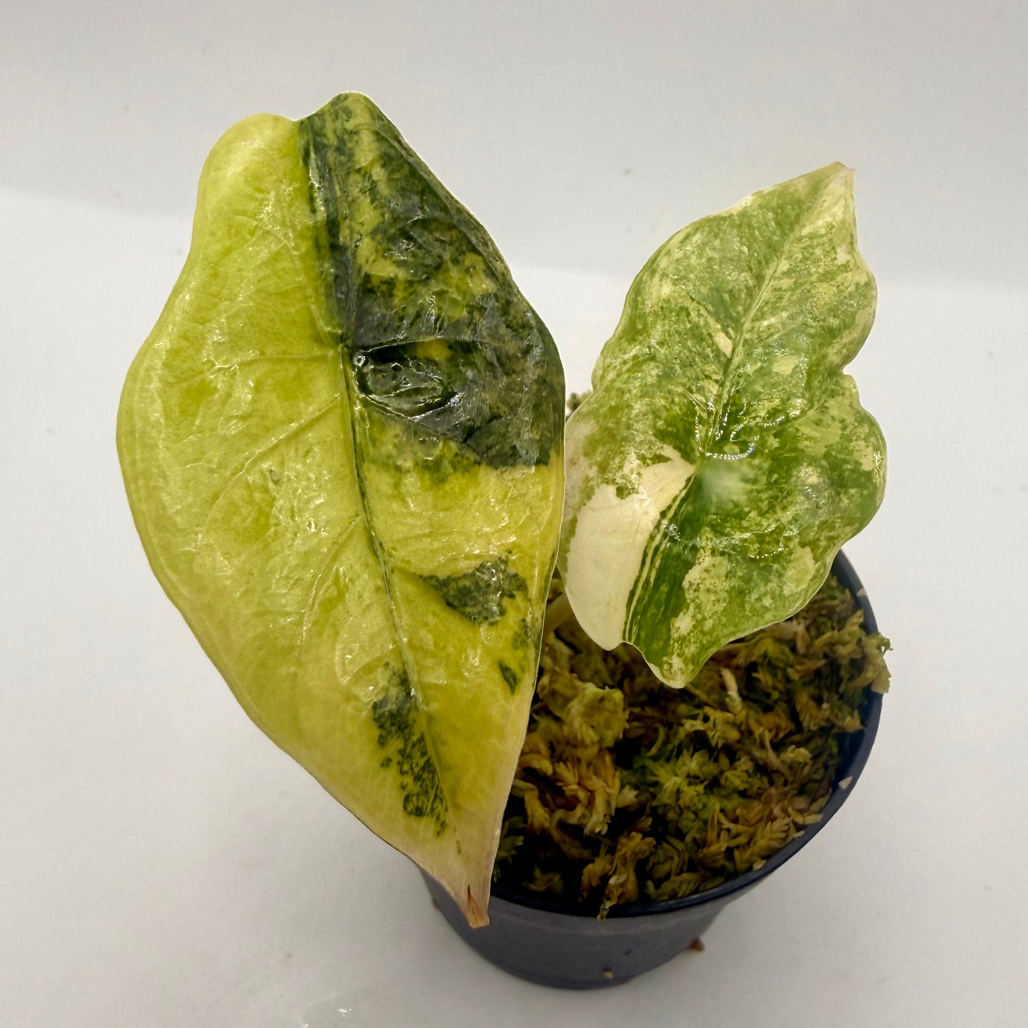 Alocasia Chantrieri Aurea Variegata