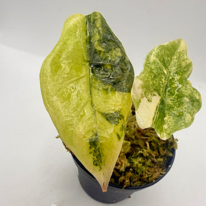 Alocasia Chantrieri Aurea Variegata