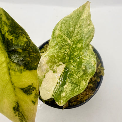 Alocasia Chantrieri Aurea Variegata