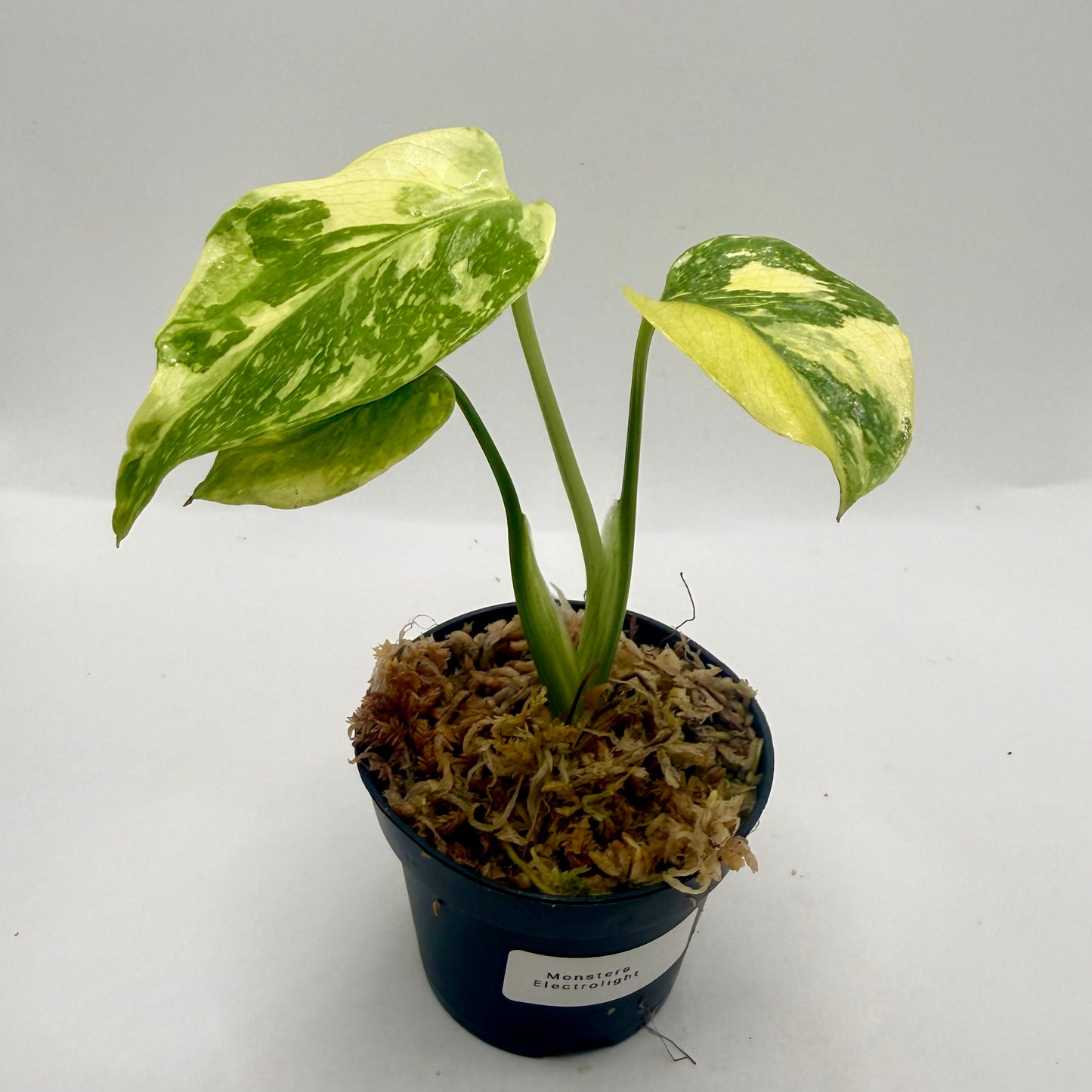 Monstera Electrolight