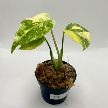 Monstera Electrolight