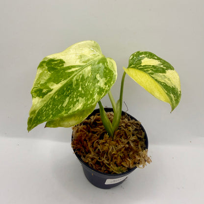 Monstera Electrolight
