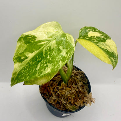 Monstera Electrolight