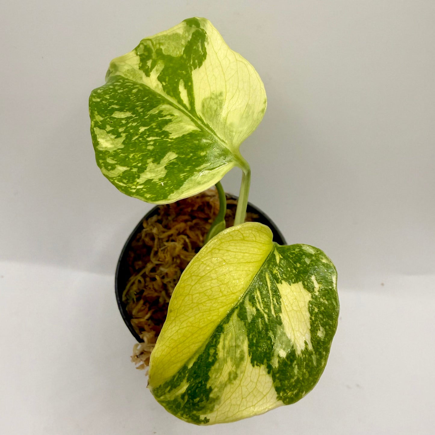 Monstera Electrolight