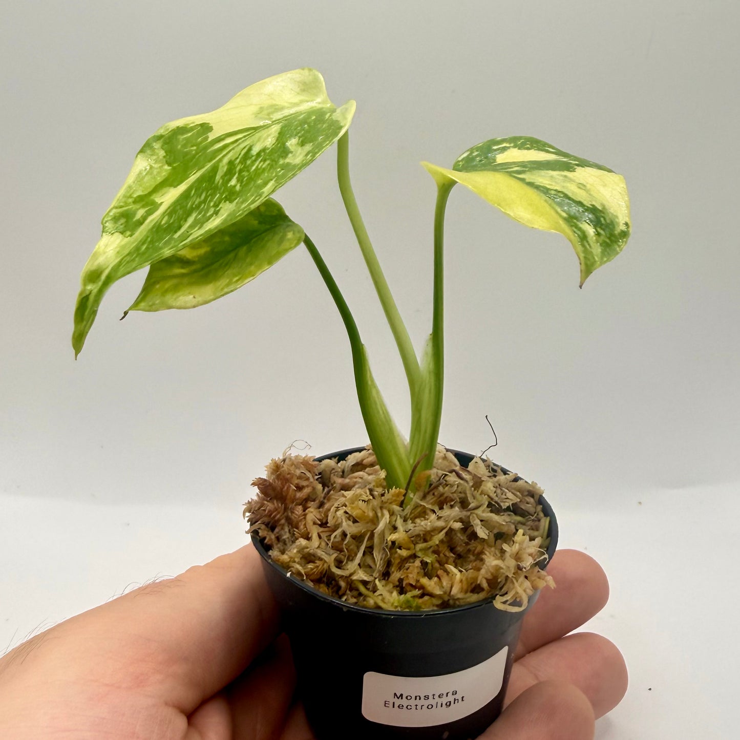 Monstera Electrolight