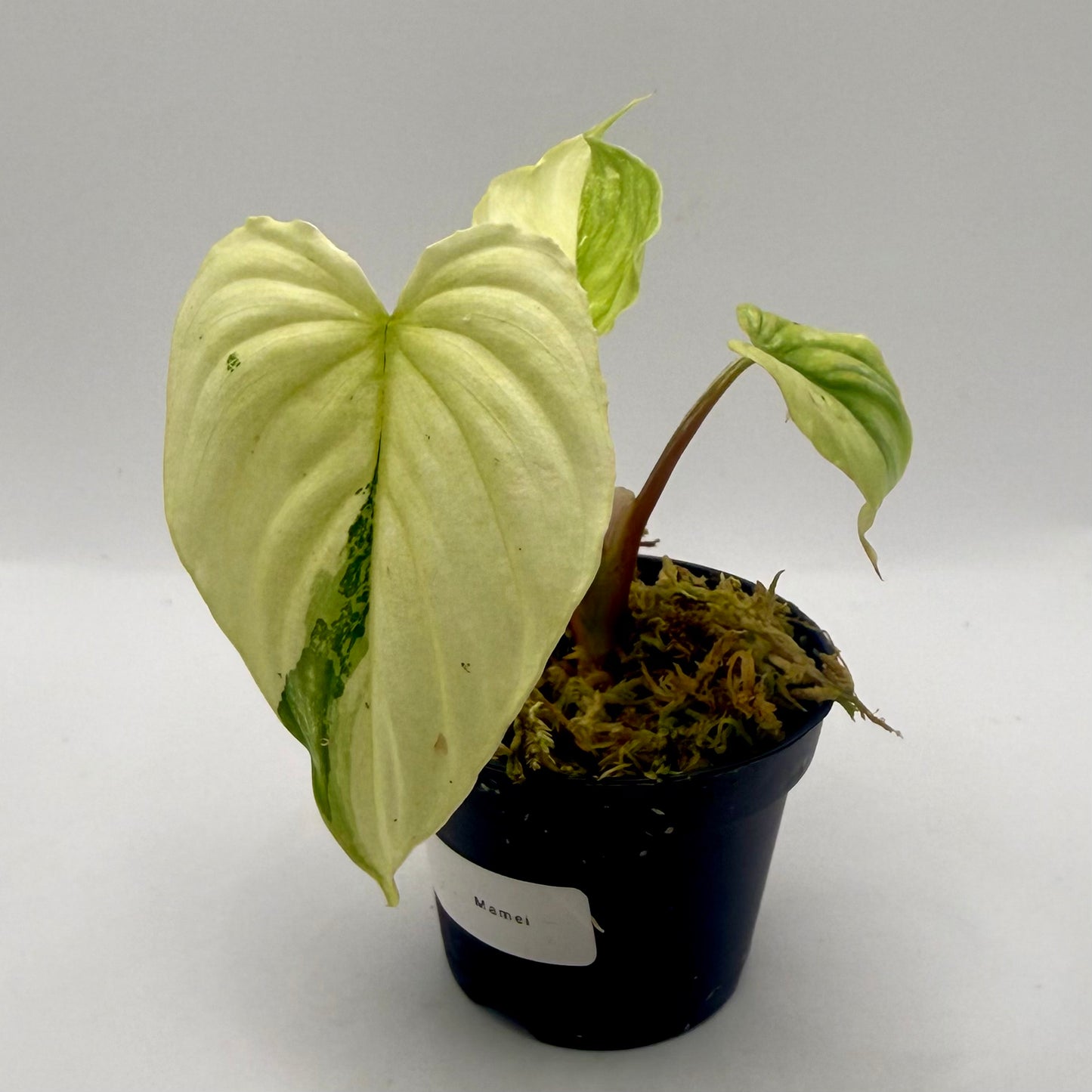 Philodendron Mamei Variegata