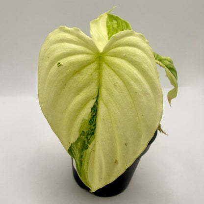 Philodendron Mamei Variegata