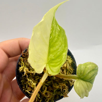 Philodendron Mamei Variegata