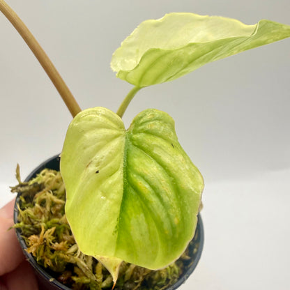Philodendron Mamei Variegata