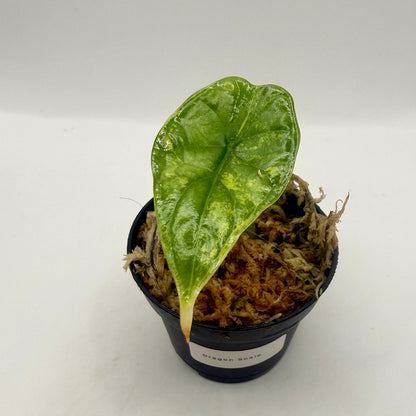 Alocasia Dragon Scale Aurea Variegata