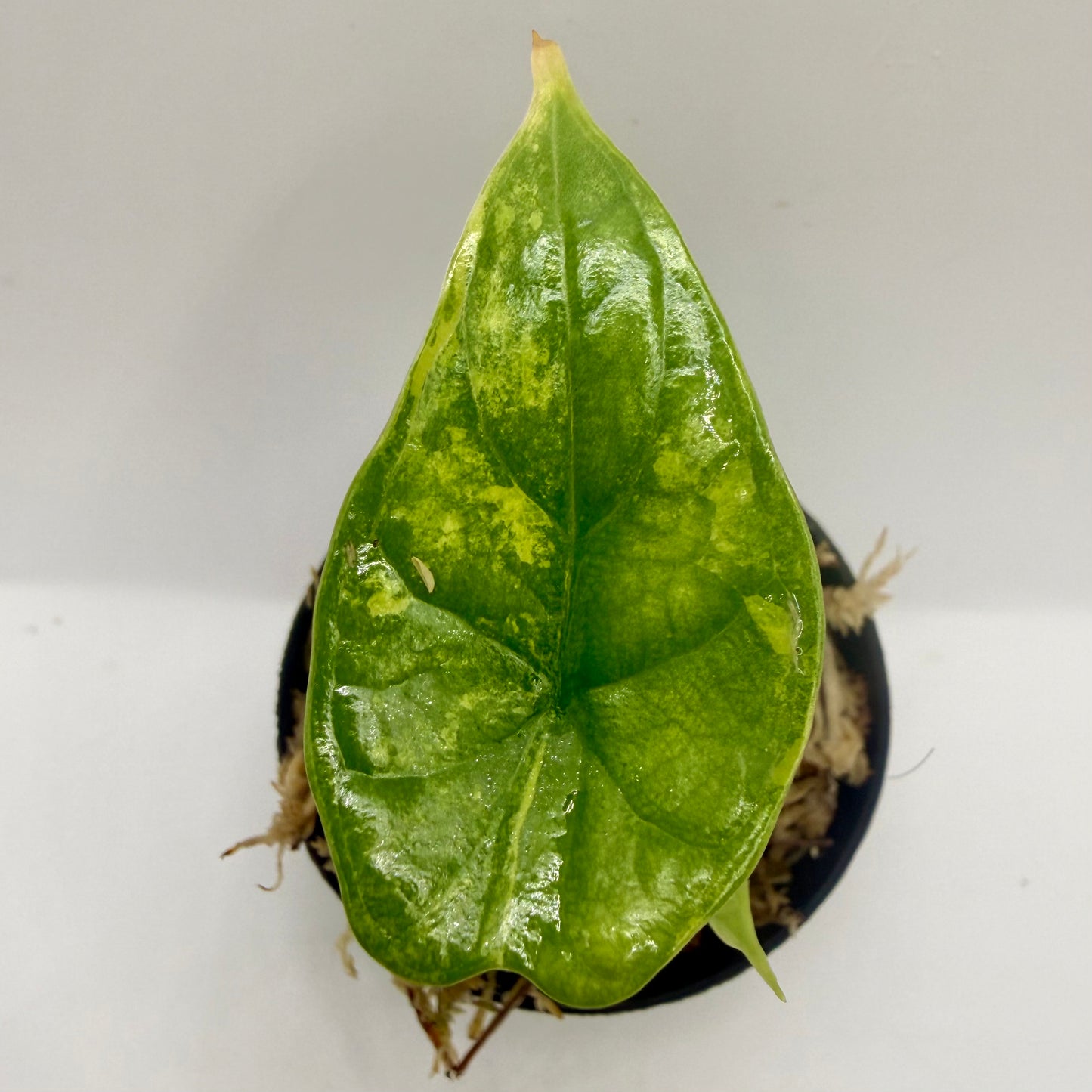 Alocasia Dragon Scale Aurea Variegata