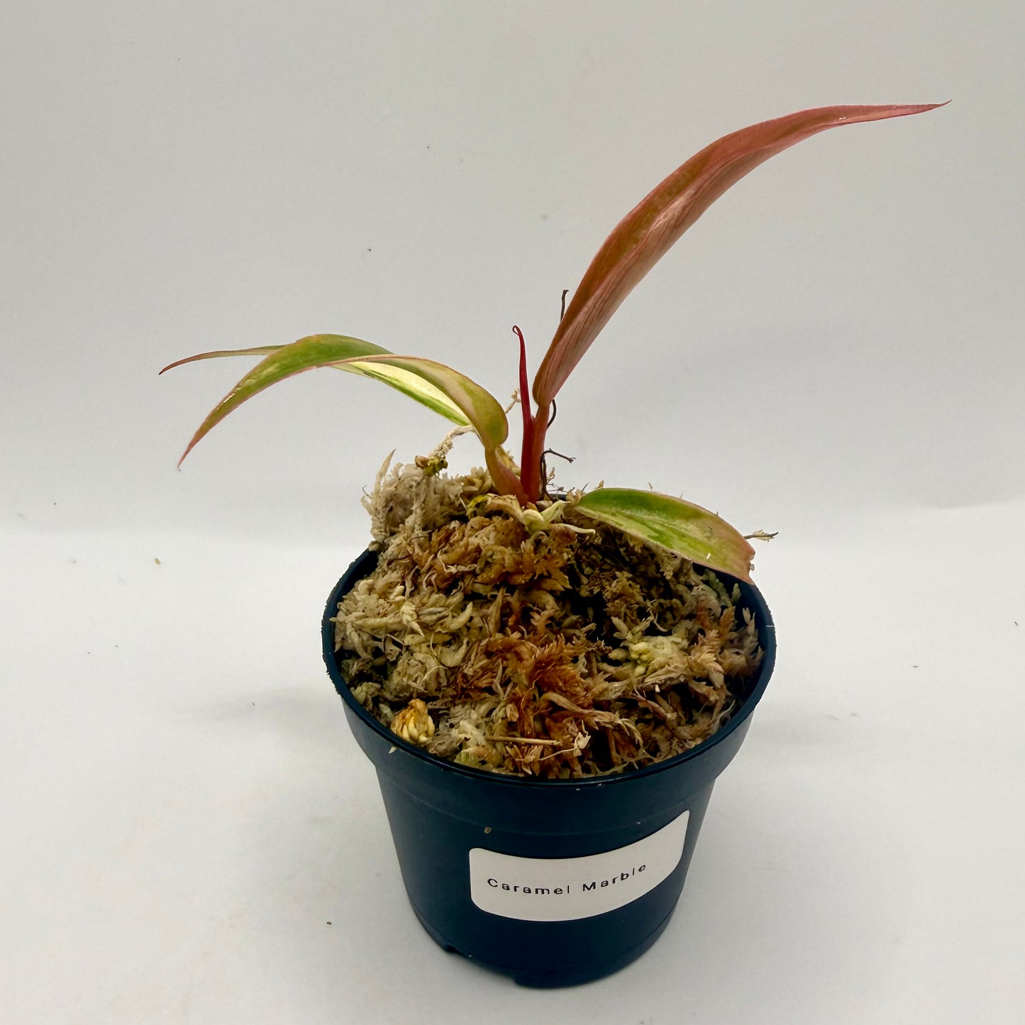 Philodendron Caramel Marble