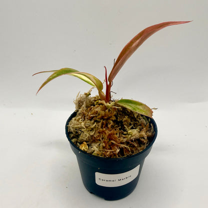 Philodendron Caramel Marble