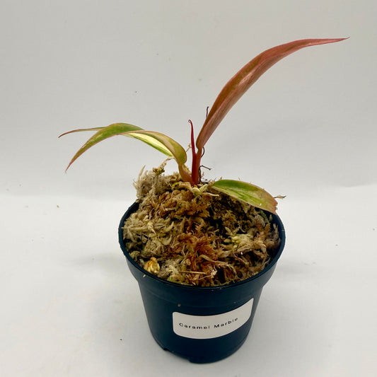 Philodendron Caramel Marble