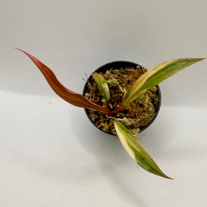 Philodendron Caramel Marble
