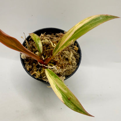 Philodendron Caramel Marble