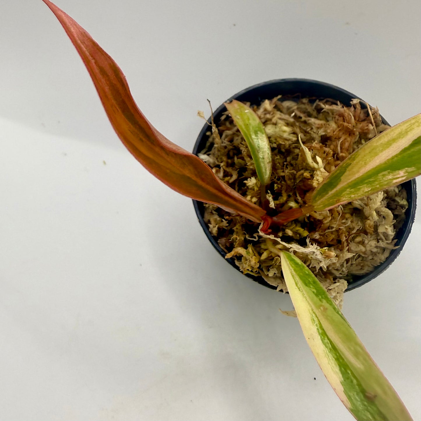 Philodendron Caramel Marble