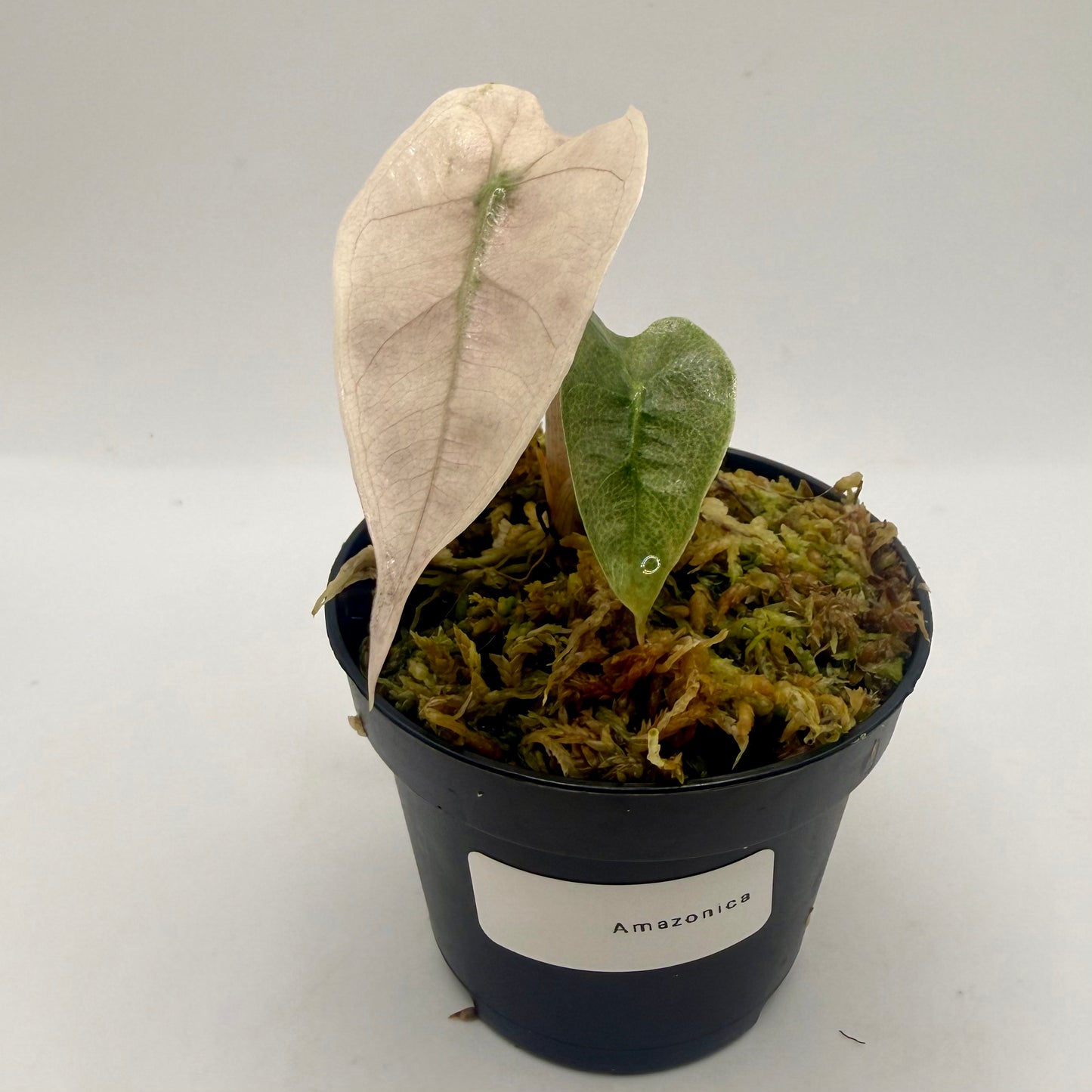 Alocasia Amazônica Mint/Pink Variegata