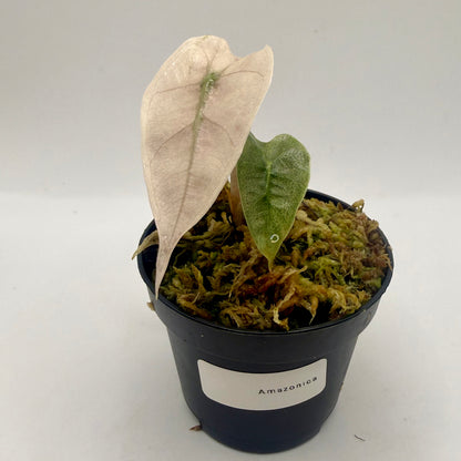 Alocasia Amazônica Mint/Pink Variegata
