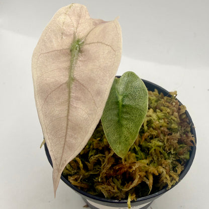 Alocasia Amazônica Mint/Pink Variegata