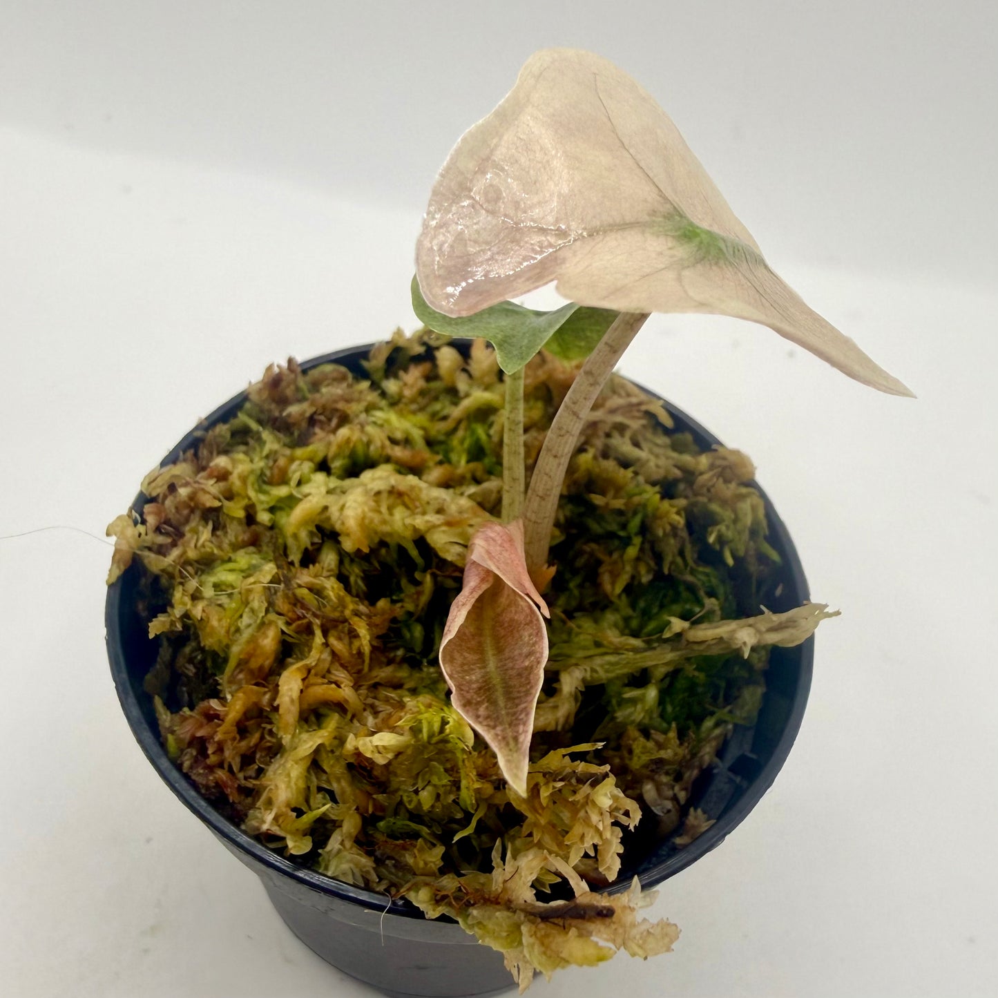 Alocasia Amazônica Mint/Pink Variegata