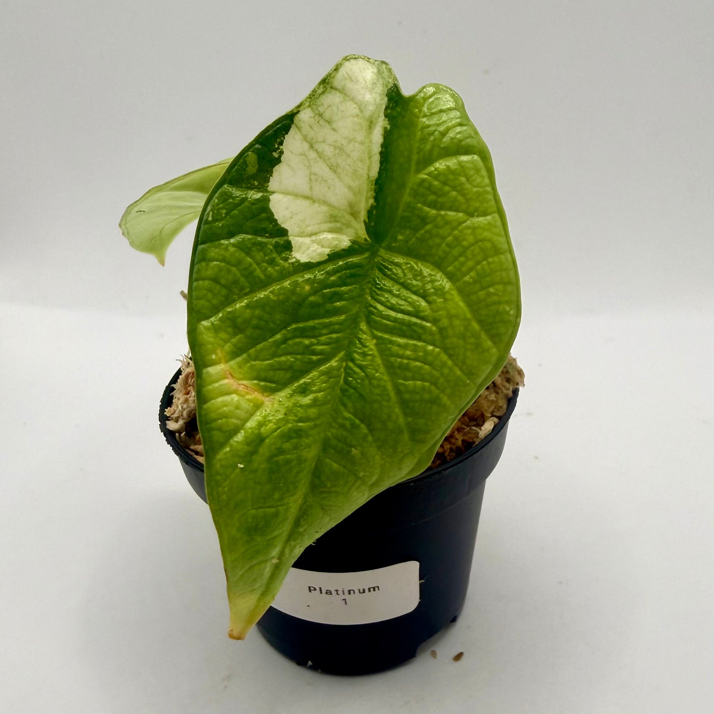 Alocasia Platinum Albo Variegata