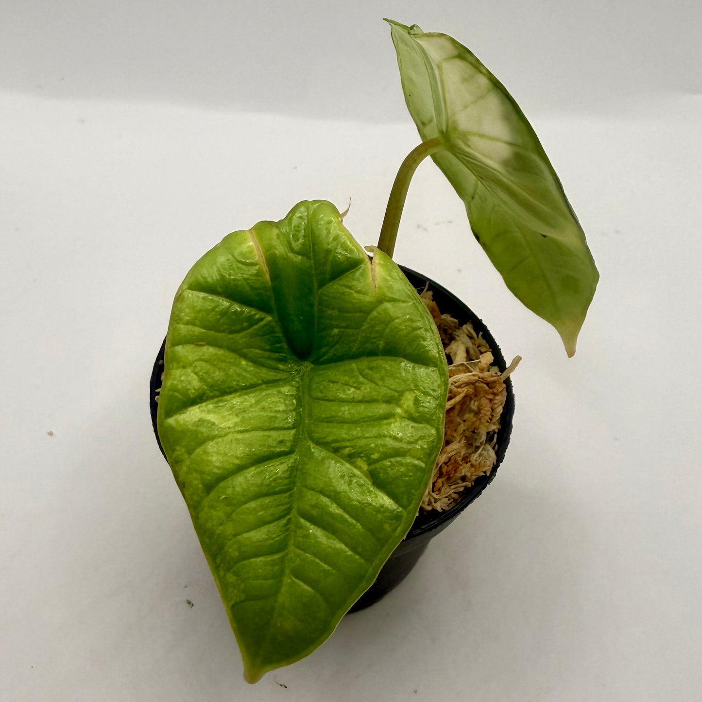 Alocasia Platinum Albo Variegata