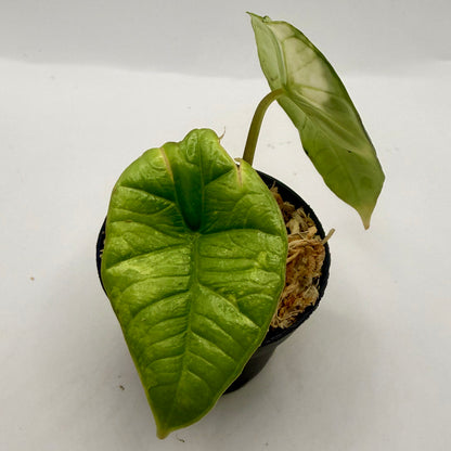 Alocasia Platinum Albo Variegata