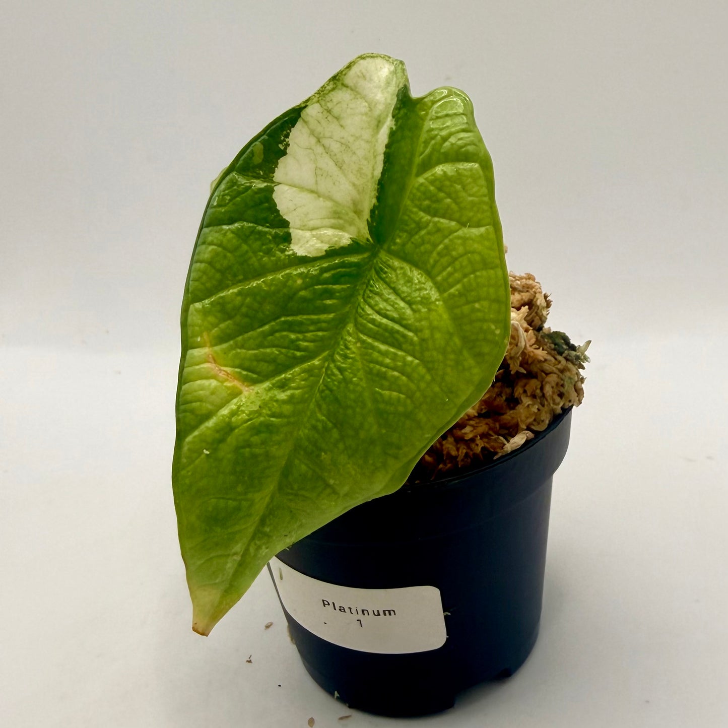 Alocasia Platinum Albo Variegata