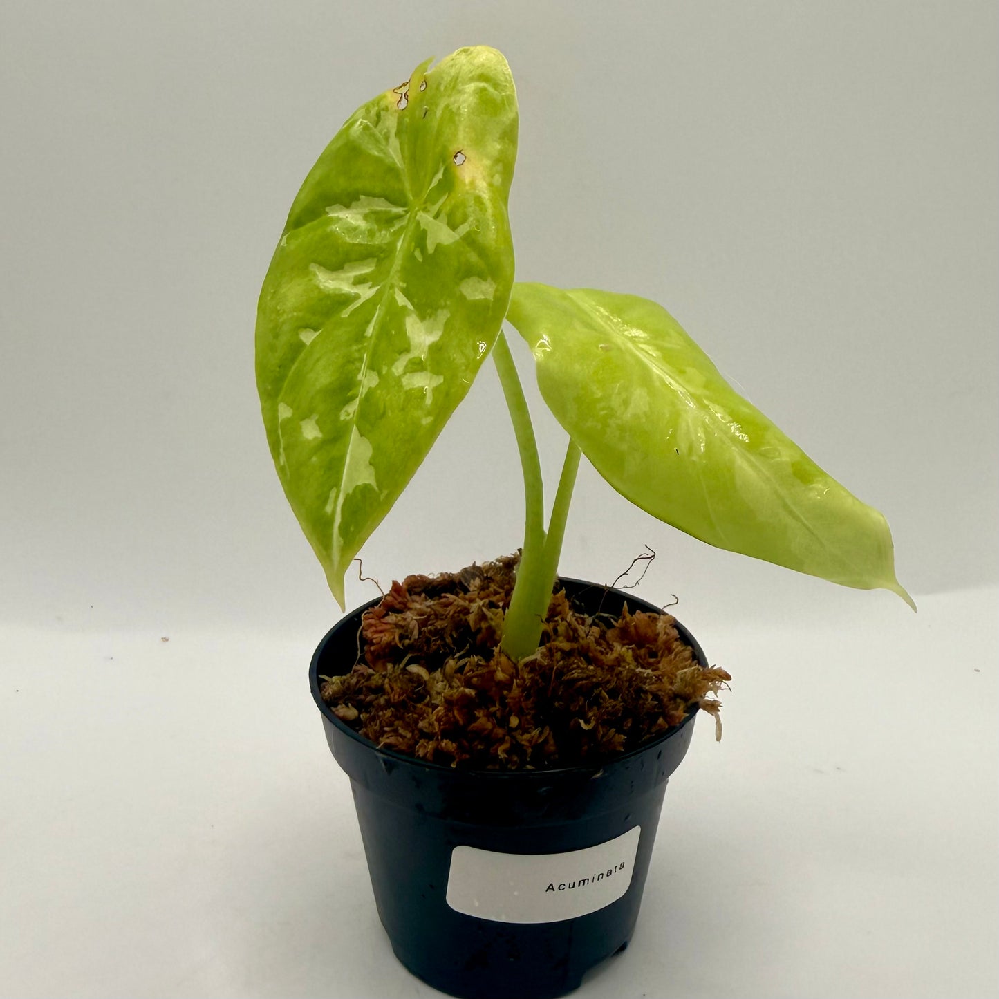 Alocasia Acuminata Albo Variegata