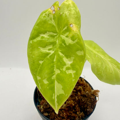 Alocasia Acuminata Albo Variegata