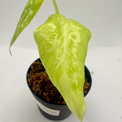 Alocasia Acuminata Albo Variegata