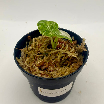 Alocasia Lauterbachiana Albo Variegata