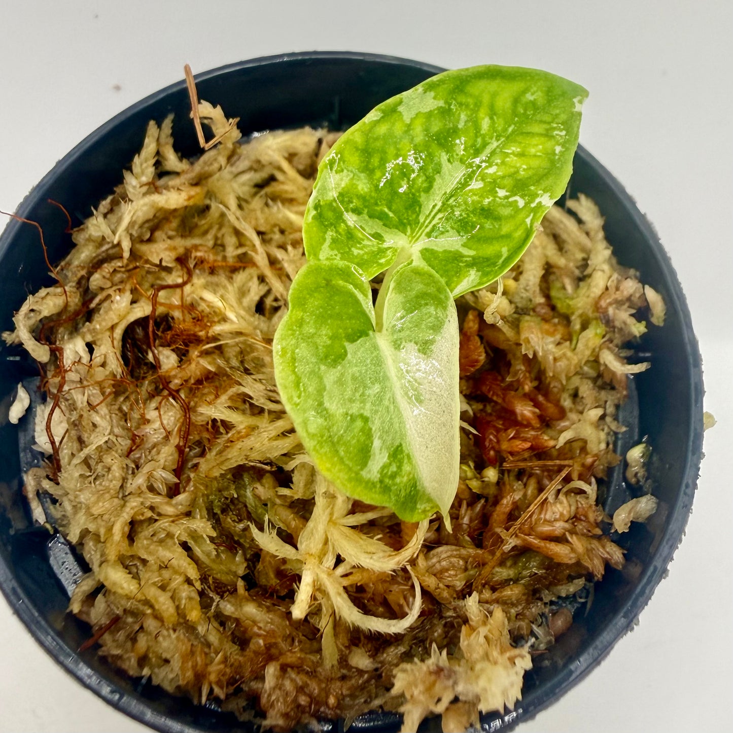 Alocasia Lauterbachiana Albo Variegata