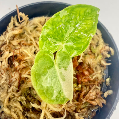 Alocasia Lauterbachiana Albo Variegata