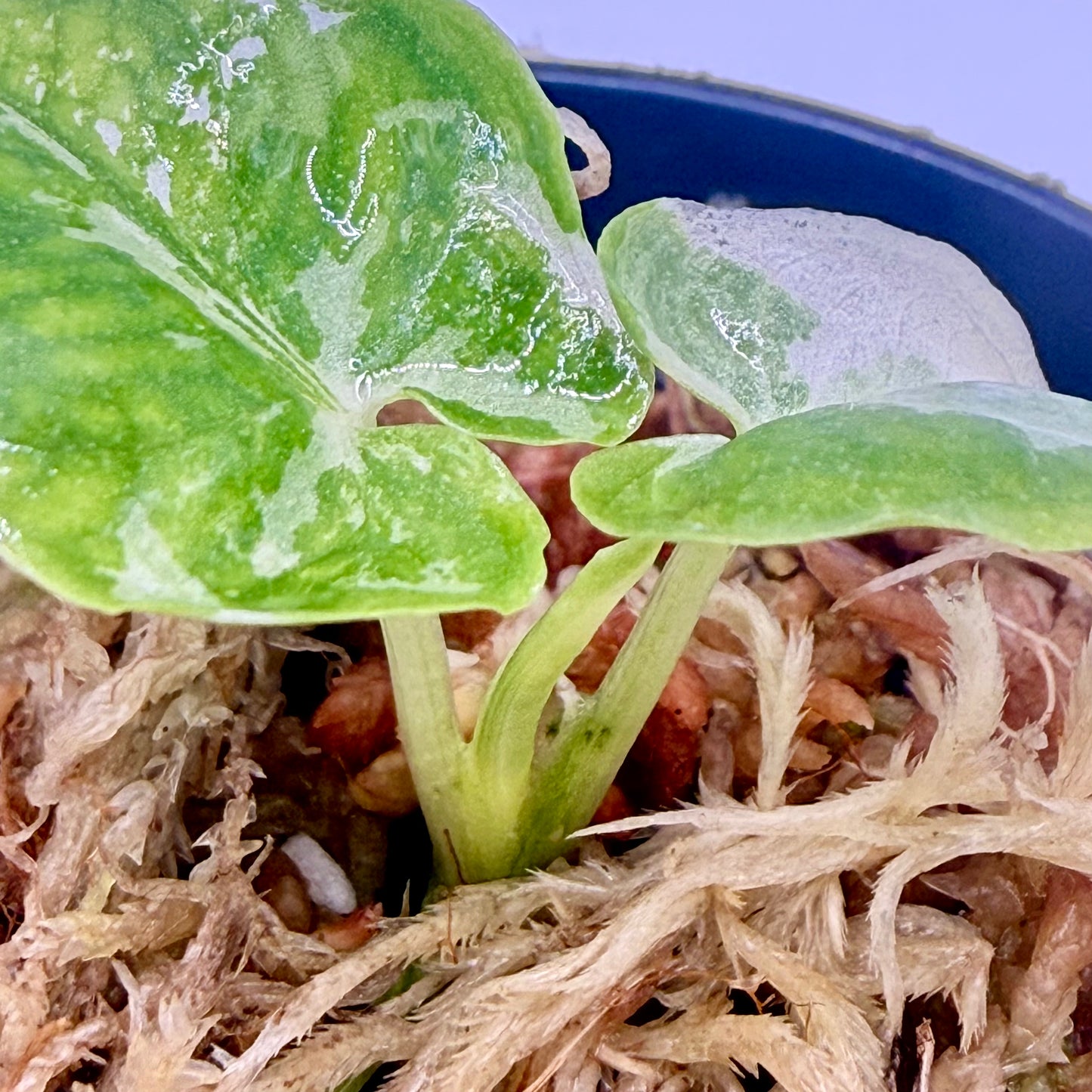 Alocasia Lauterbachiana Albo Variegata