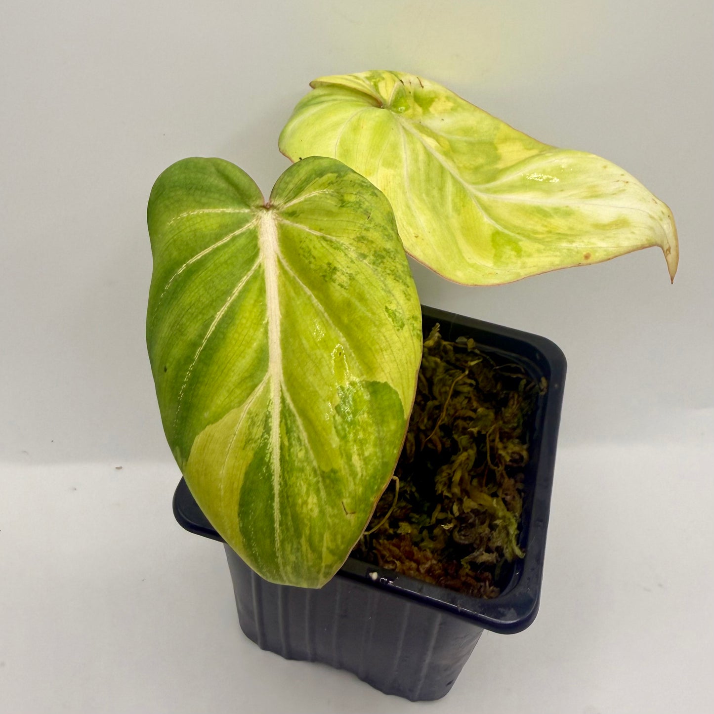Philodendron Gloriosum Aurea Variegated