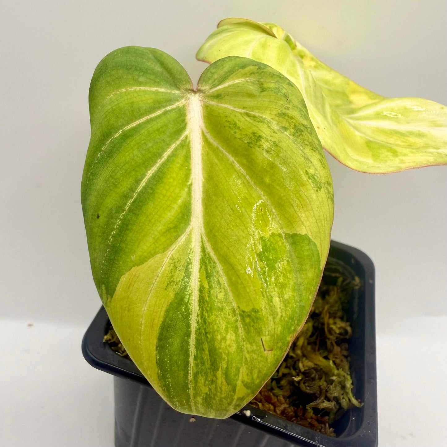 Philodendron Gloriosum Aurea Variegated