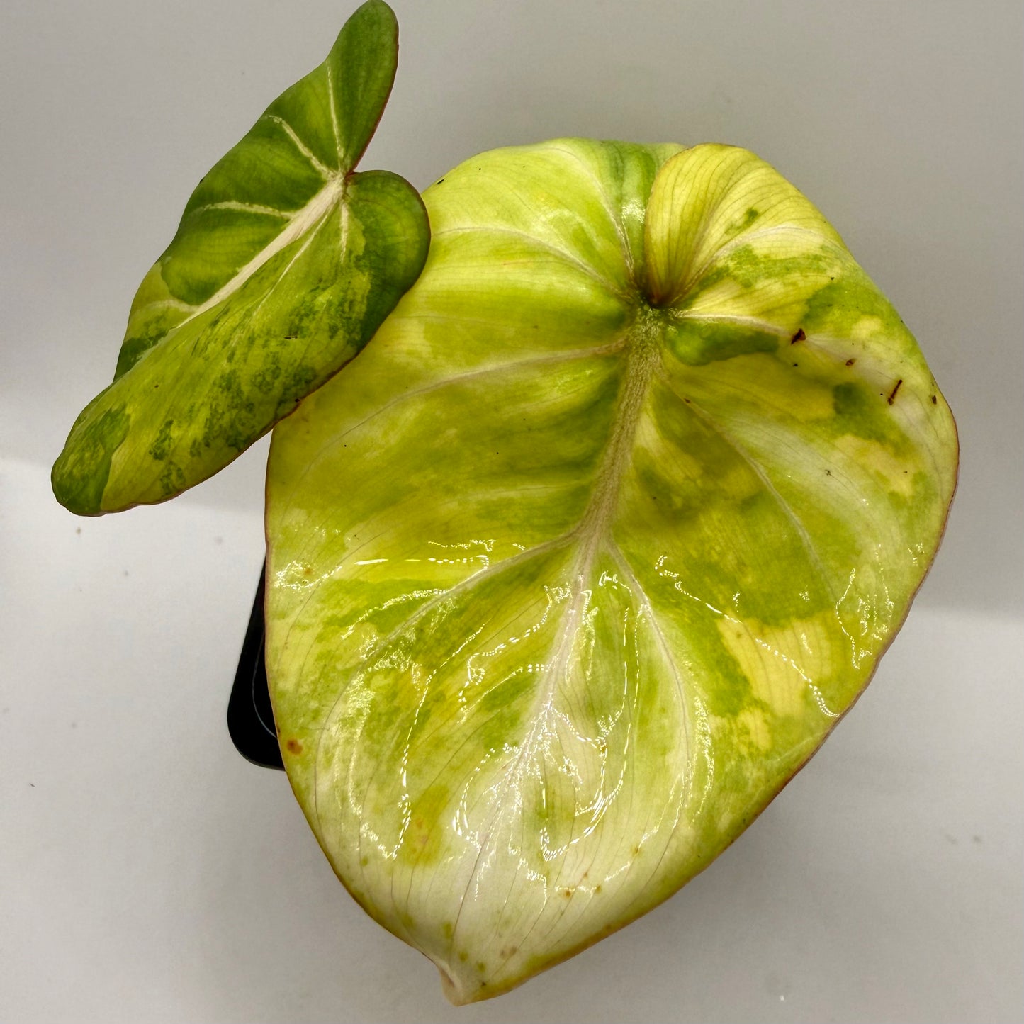 Philodendron Gloriosum Aurea Variegated
