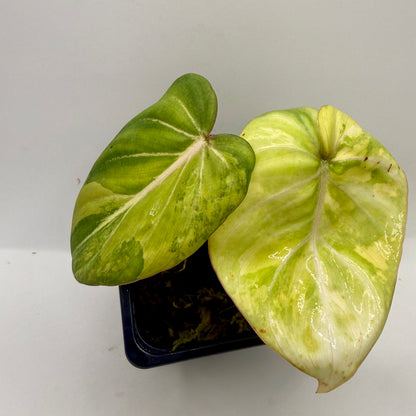 Philodendron Gloriosum Aurea Variegated