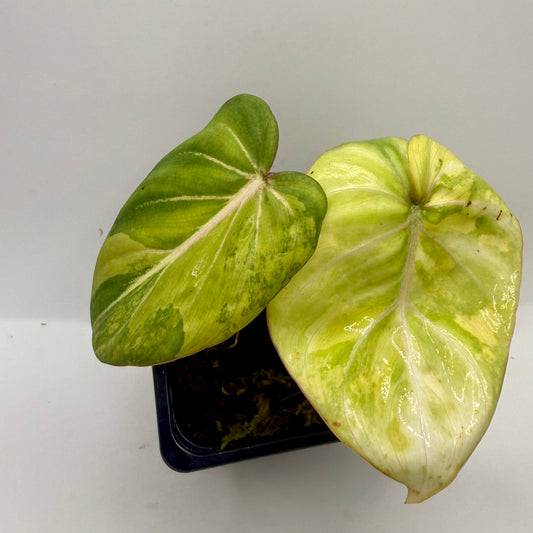 Philodendron Gloriosum Aurea Variegated