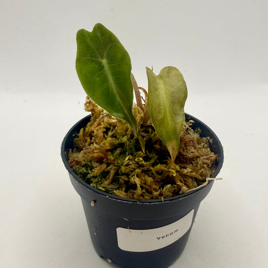 Alocasia Venom