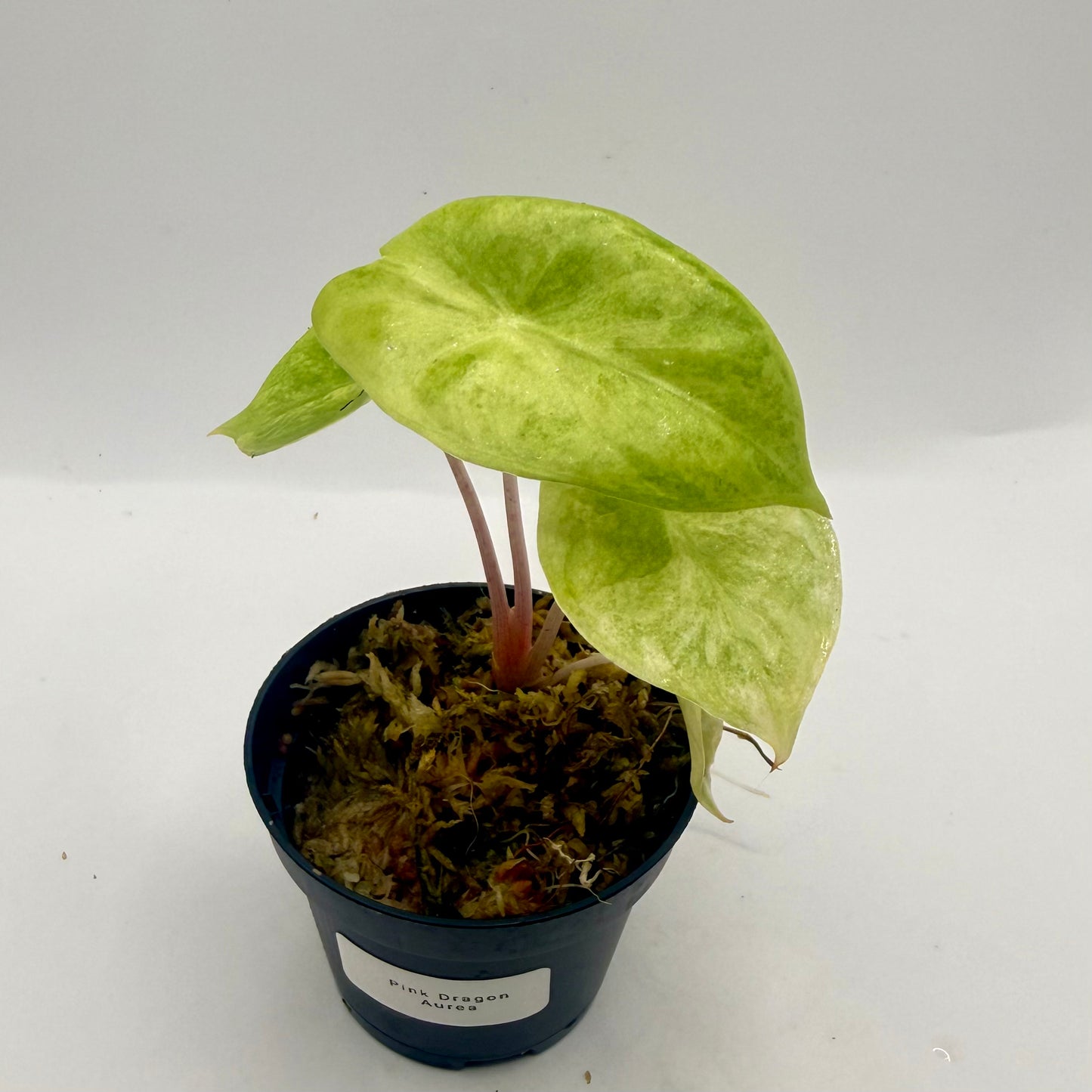 Alocasia Pink Dragon Aurea Variegata