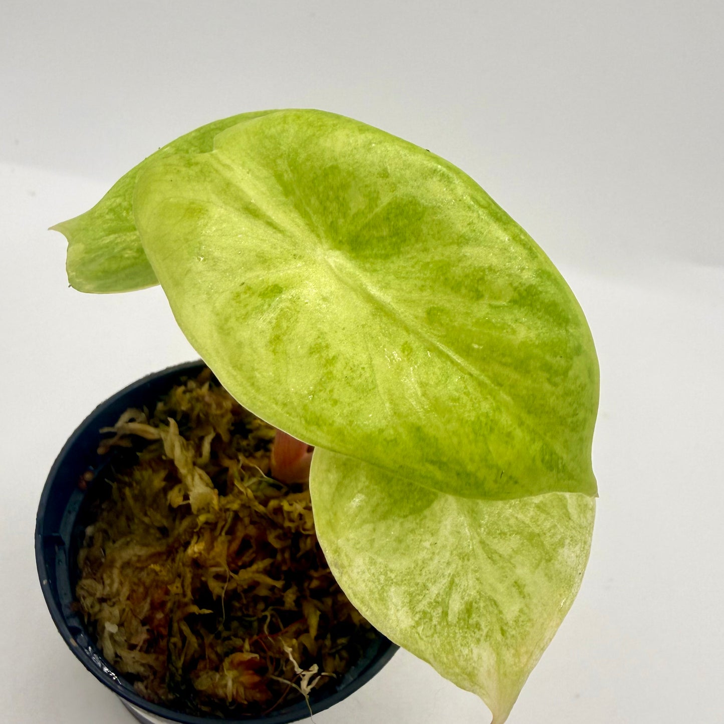 Alocasia Pink Dragon Aurea Variegata