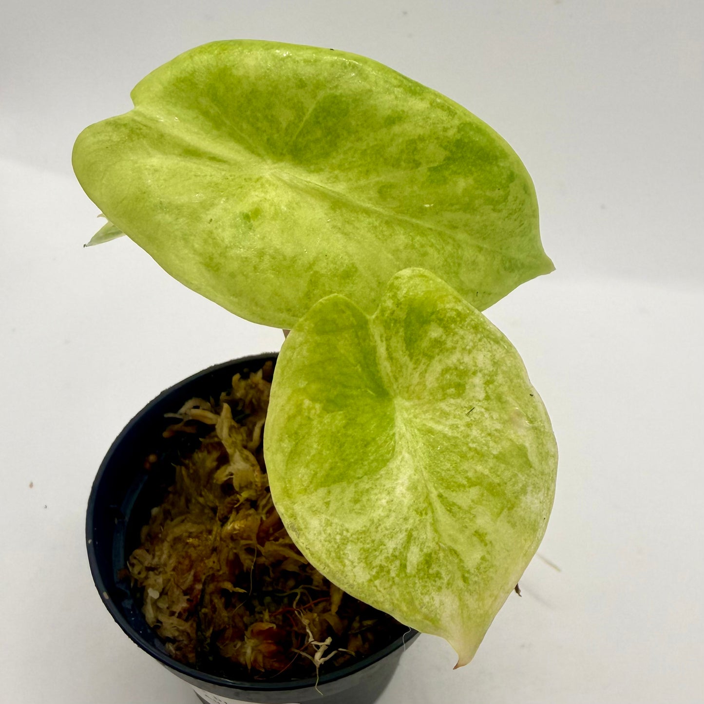 Alocasia Pink Dragon Aurea Variegata