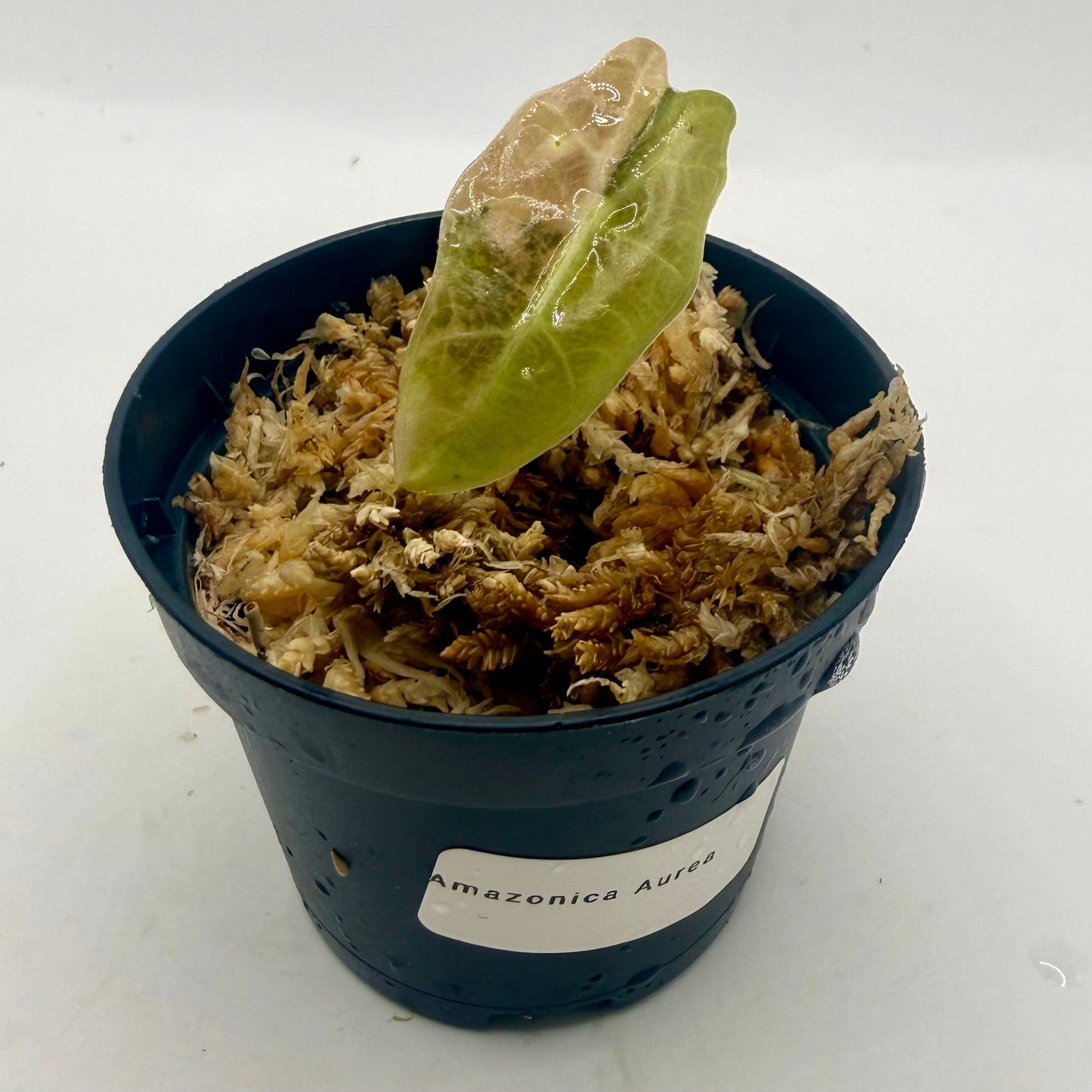 Alocasia Amazonica Aurea Variegata